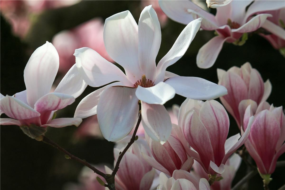 Die wunderschöne Magnolienblüte. Von Natalie Politz aus Hildrizhausen.