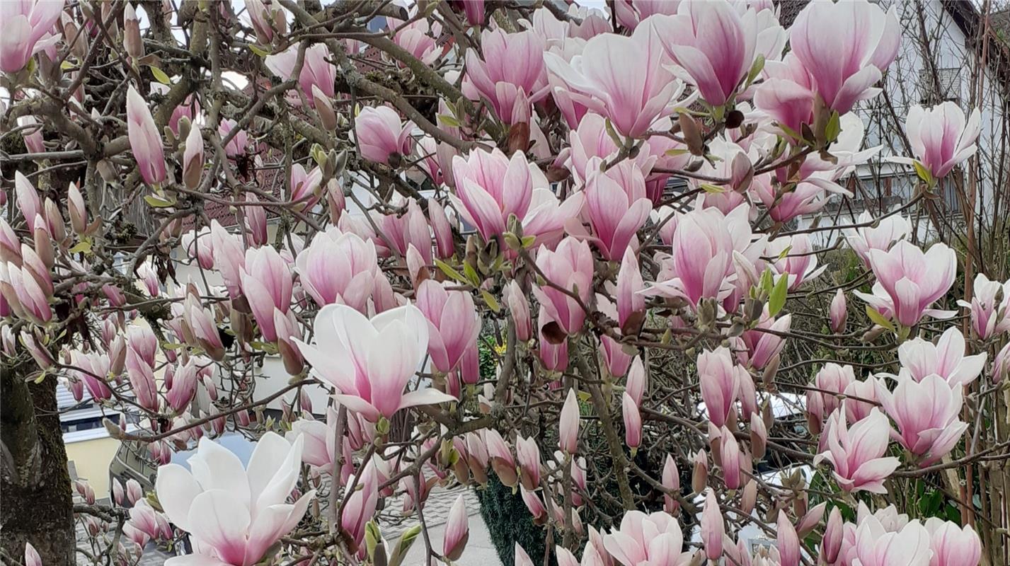 Erschienen - Die Magnolien blühen wunderschön, hoffentlich kommt kein Frost.  Vo...
