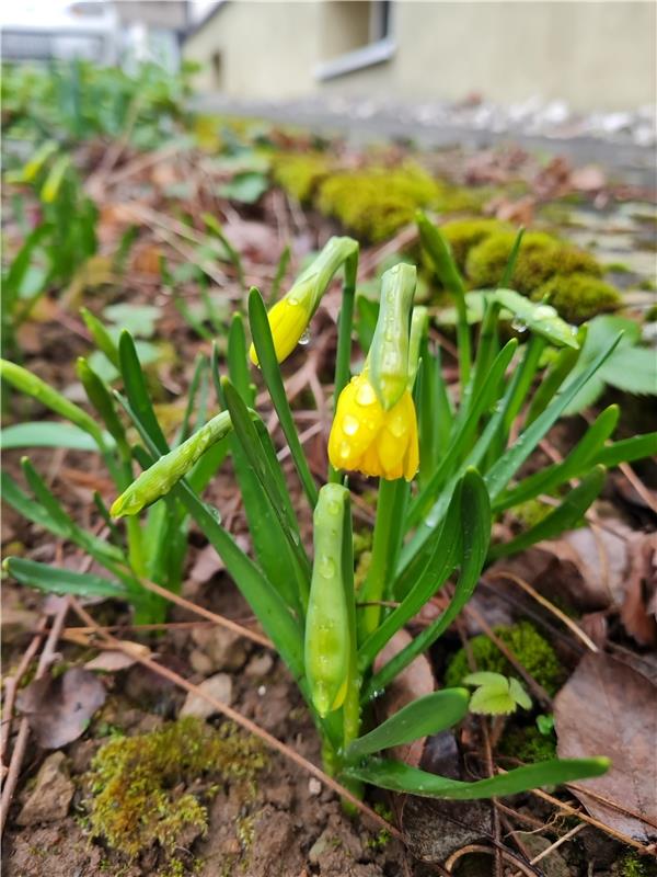Irgendwie in der Zeit geirrt - die ersten Osterglocken blühen. Von Gundula Klein...