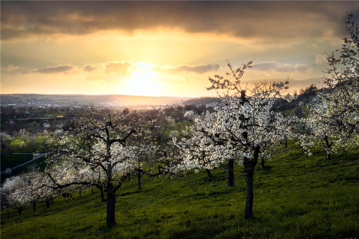 Jedes Jahr zieht es mich wieder nach Mönchberg zur Kirschblüte... alle Bäume blü...