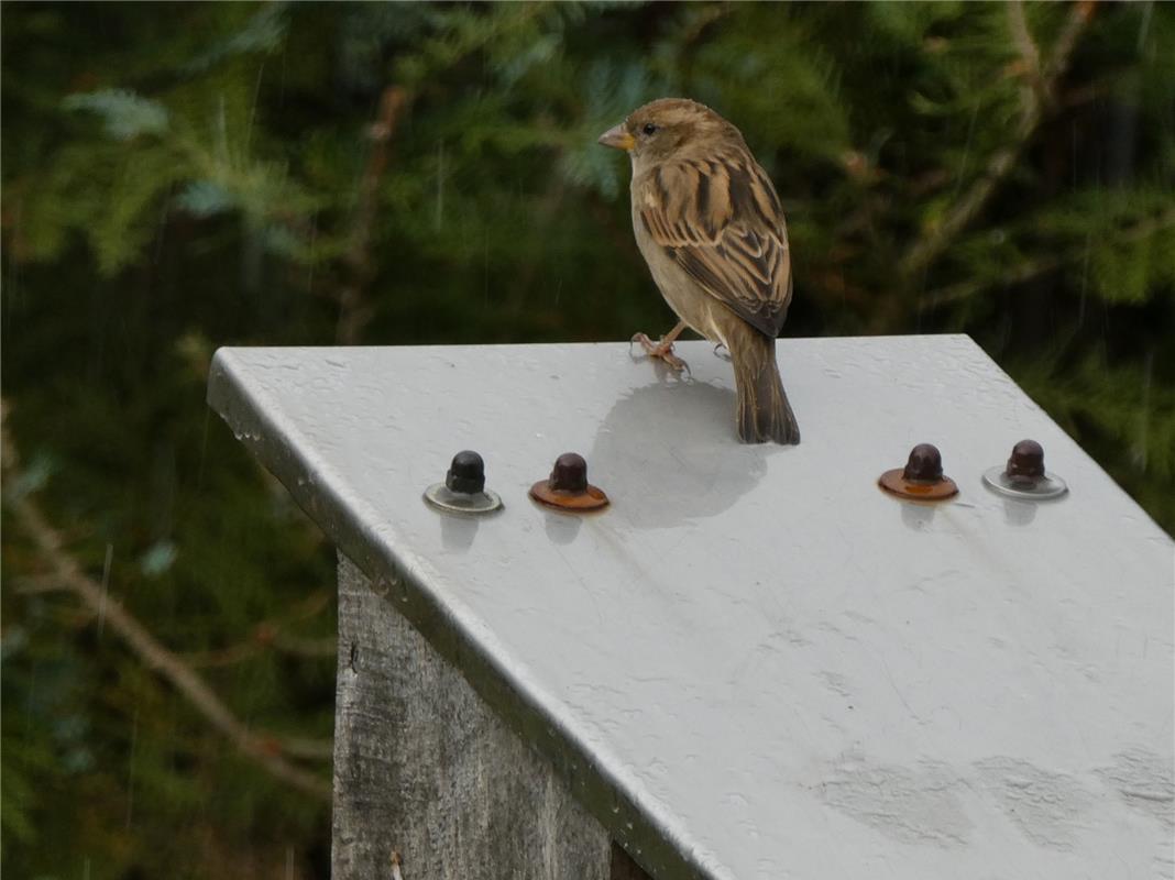  Der Spatz auf dem Blechdach. Klaus Pfisterer gelang dieser Schnappschuss in Her...