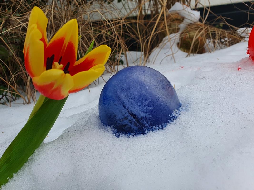  Eisbombe trifft Tulpe. Silke Elsner war bei der Begegnung in Mönchberg dabei. 