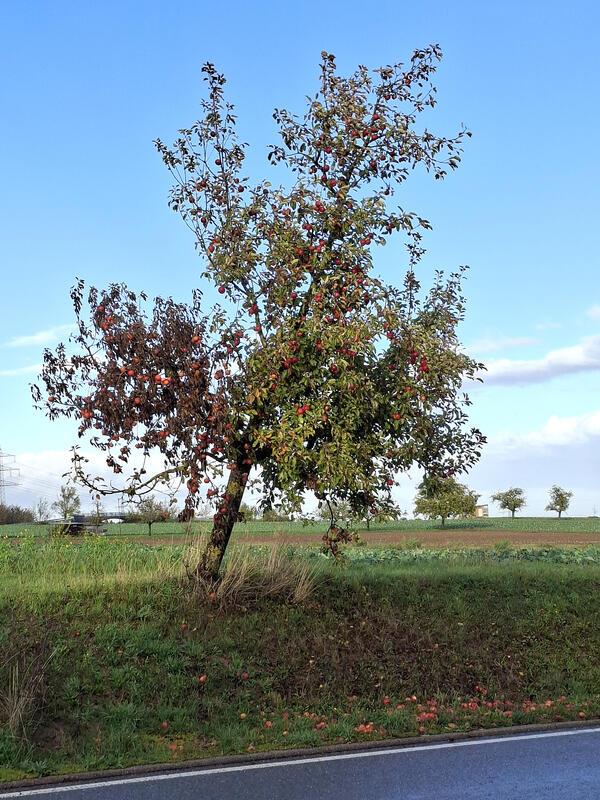 🍎 Herbstliche Früchtepracht am Wegesrand.  Von Maria Tabitha Weisse aus Herrenb...