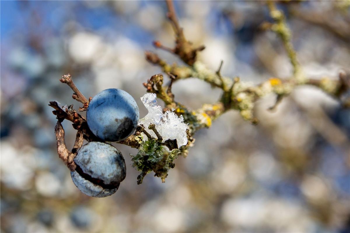  Schlehen in der Wintersonne, von Gabi Brenner in herrenberg gesehen. 