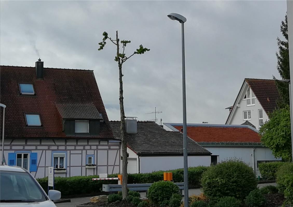 : Spezial- Baumformschnitt "Laterne". Gesehen von Friedlind Porten in Gärtringen...