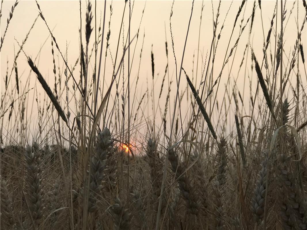 … am Ende eines heissen Juli-Tages … Von Anja Schnotz aus Gäufelden.