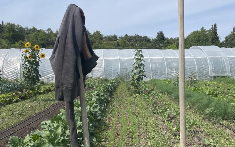 140 Haushalte sollen dieses Jahr mit regionalem Gemüse versorgt werden. GB-Foto