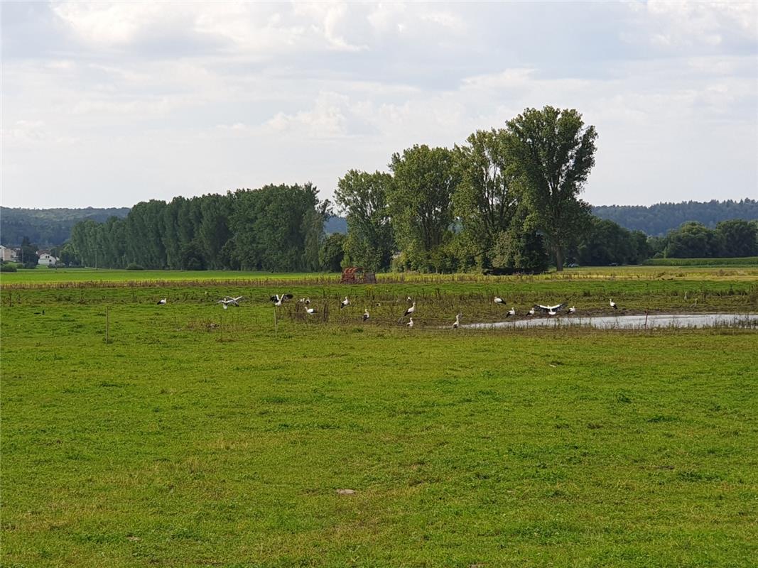 18 Störche auf der Durchreise in den Süden zählte Gisbert Faubel in den Krebsbac...