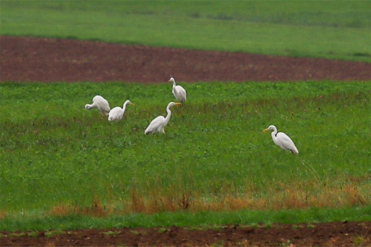 20-25 weiße Reiher in Hildrizhausen. Ein tolles Erlebnis trotz Regen, Nebel und ...