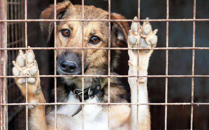 33 Hunde warten auf eine zweite Chance