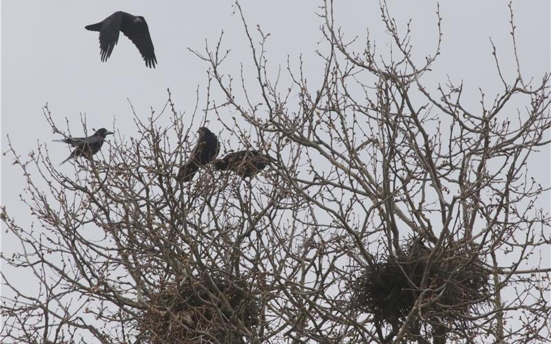 42 Nester ist die Saatkrähenbrutkolonie in Herrenberg groß. Die Jungen werden bald flügge. GB-Foto: Bäuerle