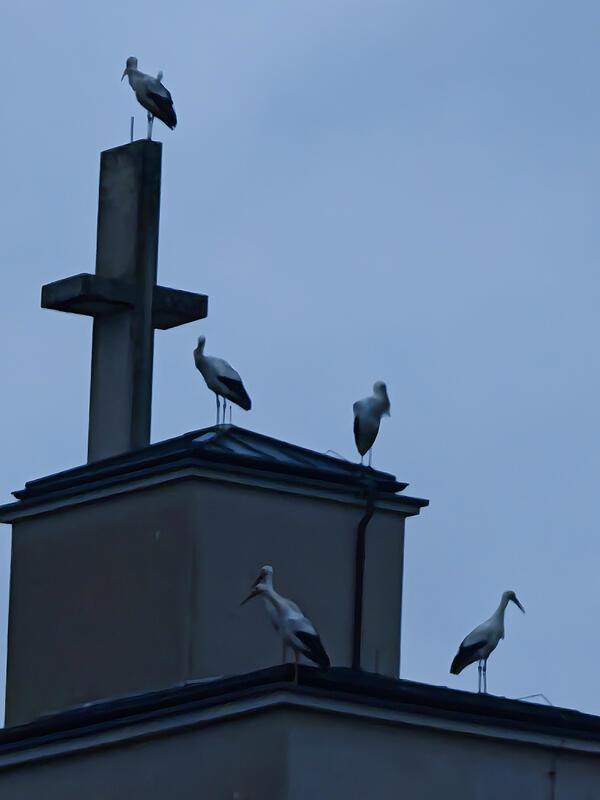 7 Störche, der Winter ist vorbei!  Von Wilhelm Meier.