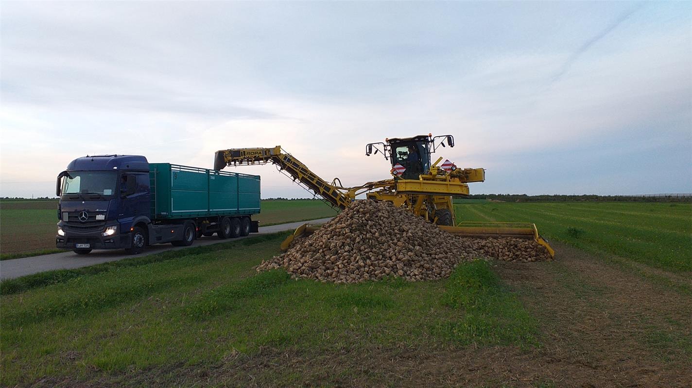 Ab geht es zur Zuckerfabrik - in Bondorf hat der Abtransport der Zuckerrüben beg...