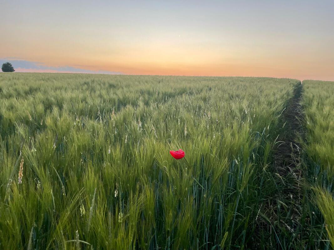 Abendspaziergang in Rohrau.  Von Simone Leiss aus Gärtringen.