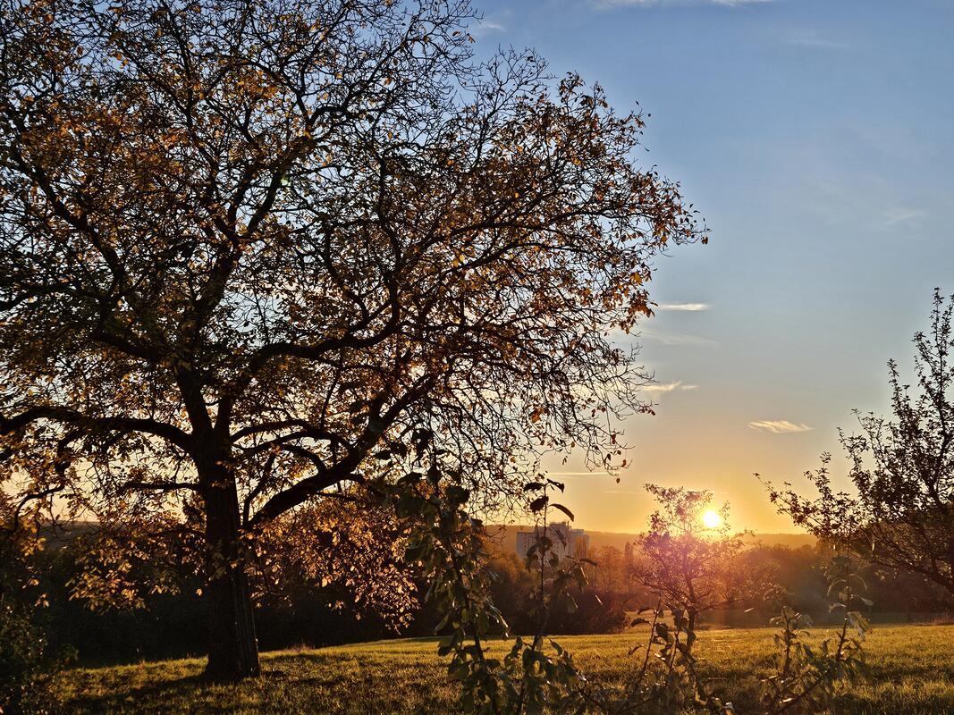 Abendstimmung nach getaner Arbeit auf der Baumwiese mit wunderschönen Sonnenunte...