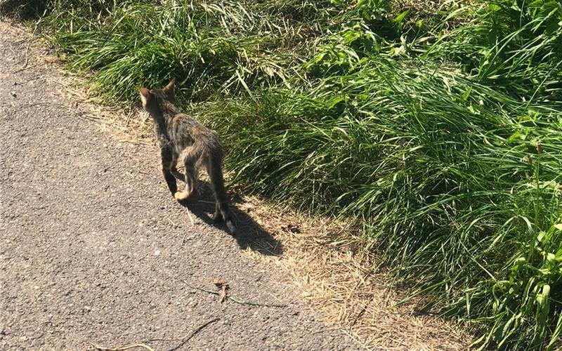 Vermehrt herrenlose Katzen Abgemagert: Diese freilaufende Katze wurde laut Landratsamt von Spaziergängern bei Herrenberg gesehen GB-Foto: gb