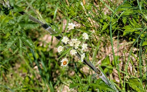Achte und freue dich auch an kleinen Dingen im Alltag – wie an diesem Marienkäfer auf einer Blume(gesehen von Maria Tabitha Weisse aus Herrenberg)