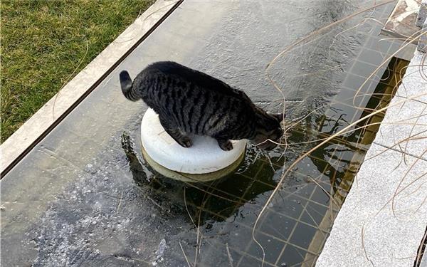 Achtung, Katerstimmung: Bei der Futtersuche auf Eis gelegt (aufgenommen von Rainer Scheu aus Herrenberg)