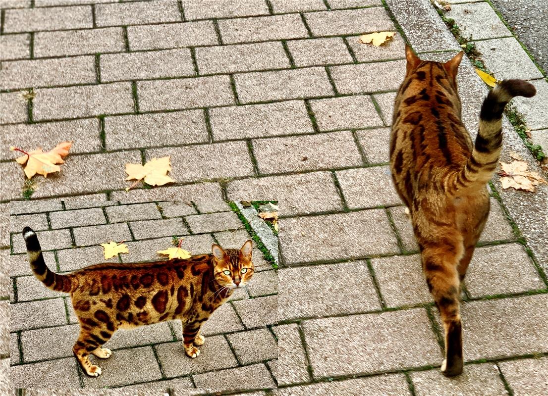 Achtung! Leopard im Ort gesichtet... Von Minja Rollinsonaus Gäufelden.