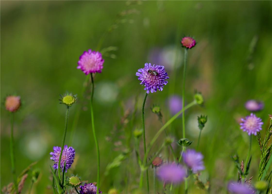 Acker-Witwenblumen sind hübsche Sommerblumen mit zart-blauvioletten Blüten ...  ...