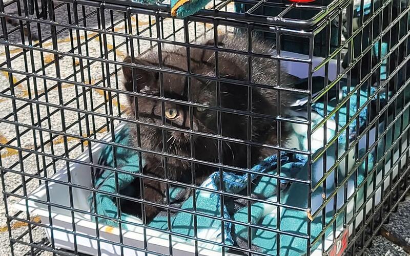 Ängstlich blickt diese kleine Katze, doch sie ist in Sicherheit.GB-Foto: Hanner-Görtz