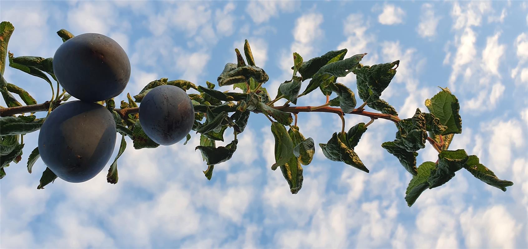 Äpfel kurz vor der Ernte "Ton in Ton" - ins rechte Licht gerückt von Gabi Brenne...