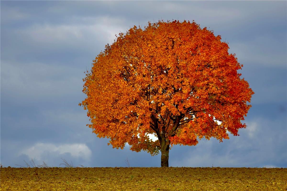 Ahorn in voller Herbstpracht hat der Hailfinger Eckbert Kaiser in Bondorf fotogr...