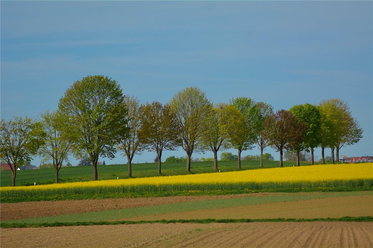 Ahornallee in Frühlingsstimmung.  Von Eckbert Kaiser aus Hailfingen.