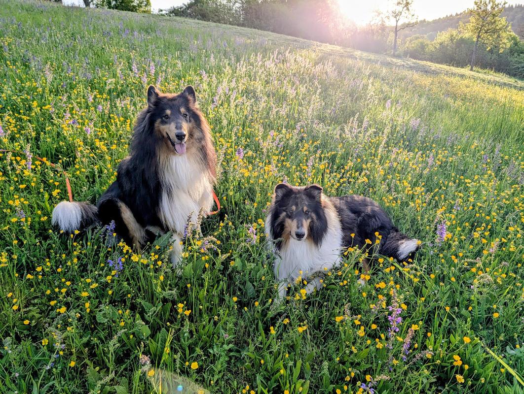 Aki und Thori in der Frühlingswiese.  Von Eva Althoff-Nüßle aus Affstätt.