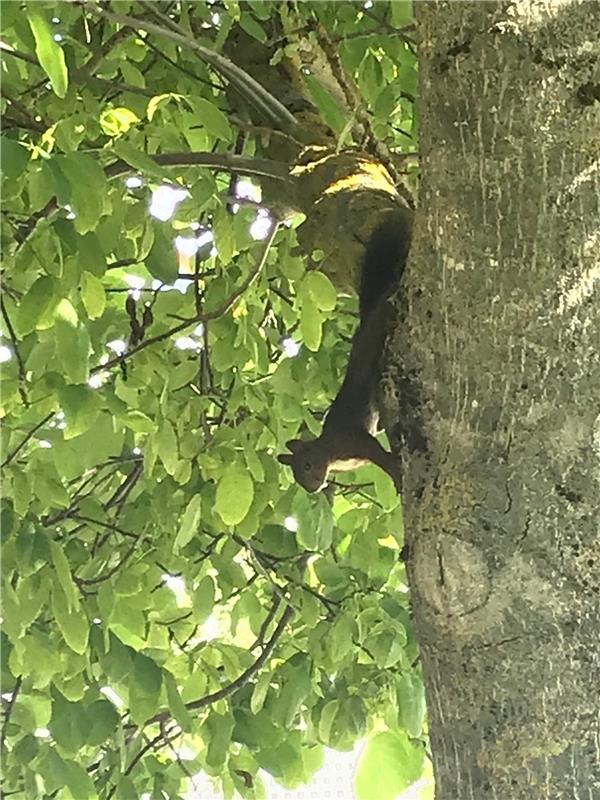 Alle Jahre wieder kommt das Eichhörnchen und turnt auf dem Nussbaum von Ellen Pf...