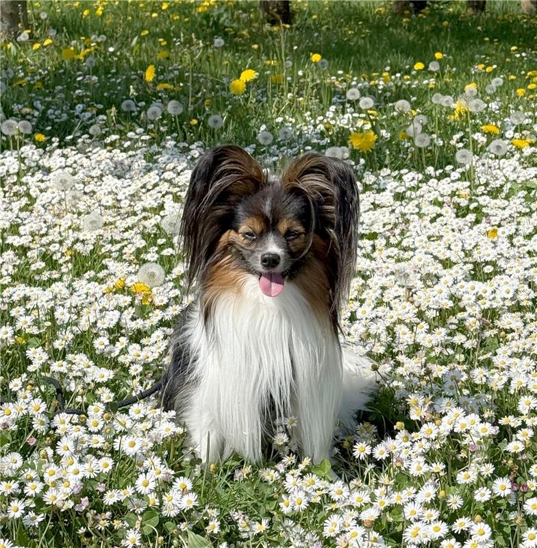 Alles Gänseblümchen oder was???  Von Marion Stoll aus Herrenberg.