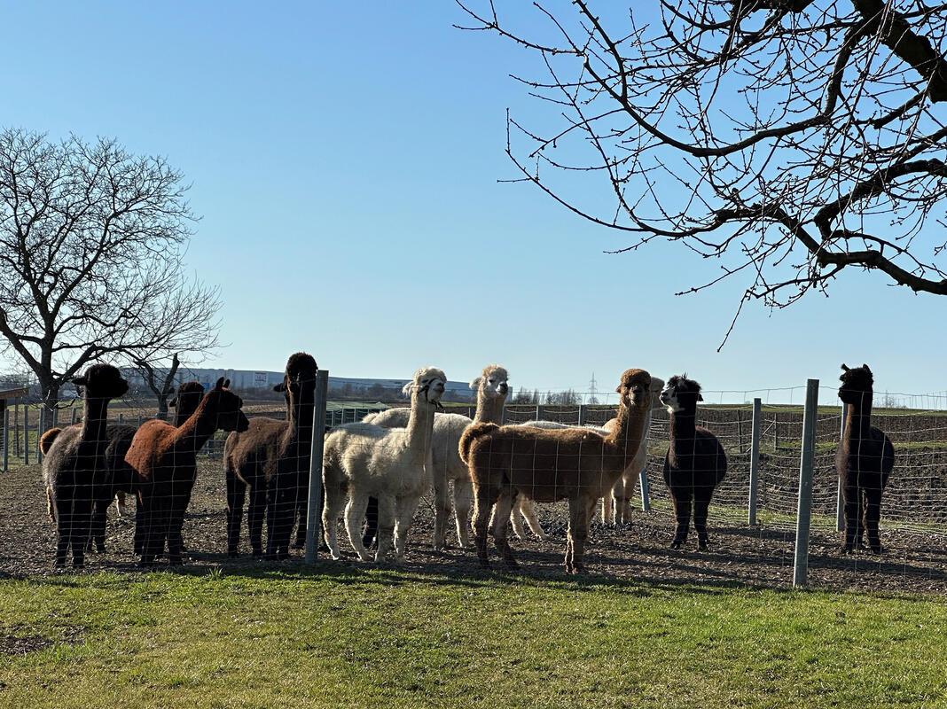 Alpakas genießen die Frühlingssonne.  Von Anja Schnotz aus Gäufelden.