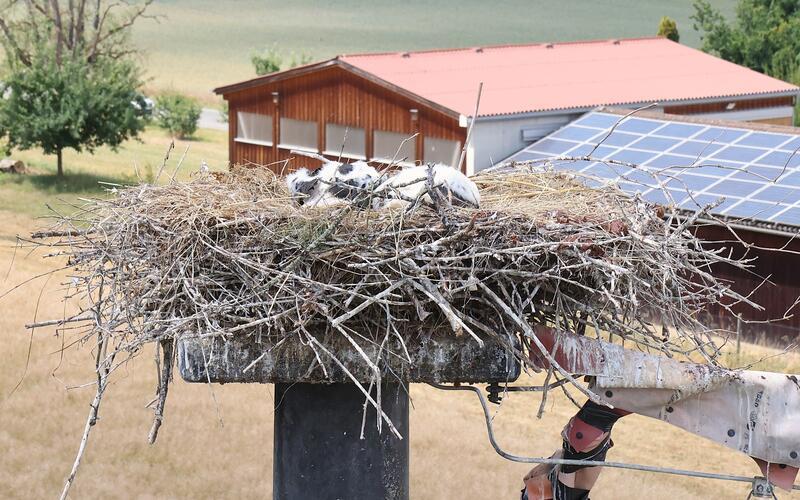 Als sie den Motor der Hebebühne vernehmen, kauern sich die jungen Störche in ihrem Nest zusammen.GB-Foto: Kamps