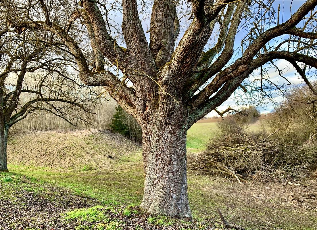 Alte Birne - ein Streuobstriese, gesehen von Minja Rollinson in Gäufelden. 