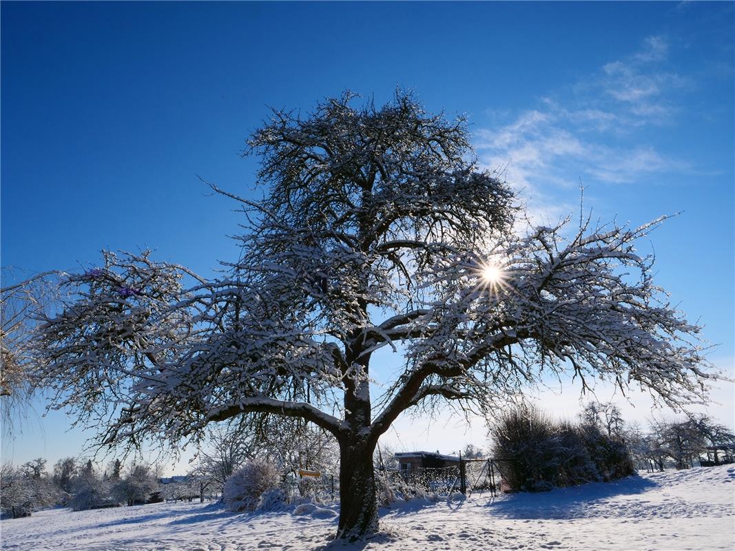 Alter Obstbaum an sonnigen Schneetag - abgelicht von Martina Kögler in Gäufelden...