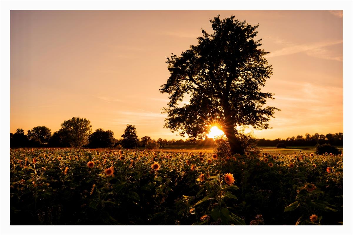 Altweibersommer.  Von Monika Suhm aus Gärtringen. 