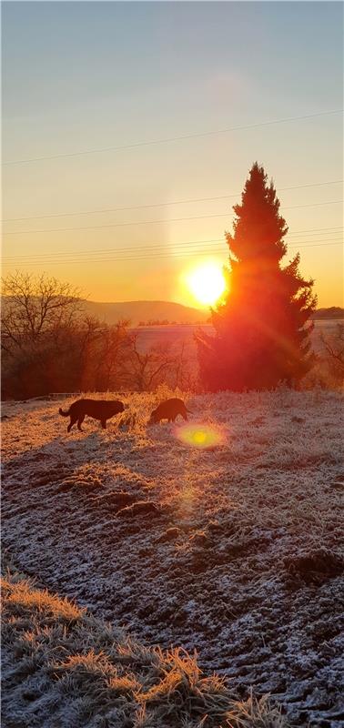 Am Nikolaustag mit den Hunden auf den Spuren vom Nikolaus in der eisigen Kälte u...