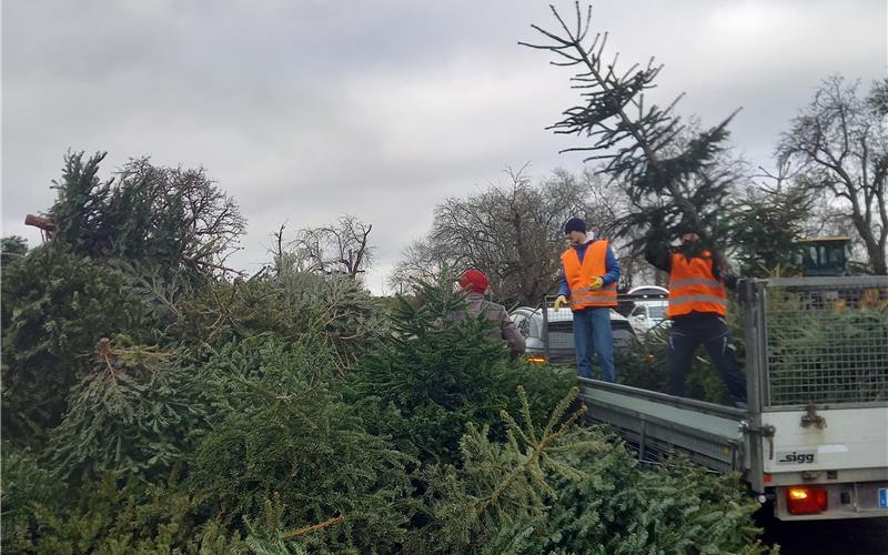 Am Samstag wird Christbäumen der Garaus gemacht. GB-Foto (Archiv): gb