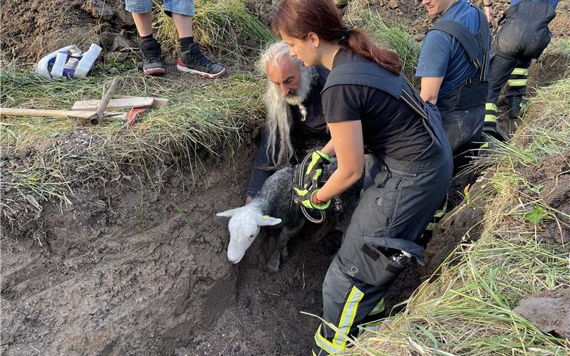 Feuerwehr befreit ein Schaf