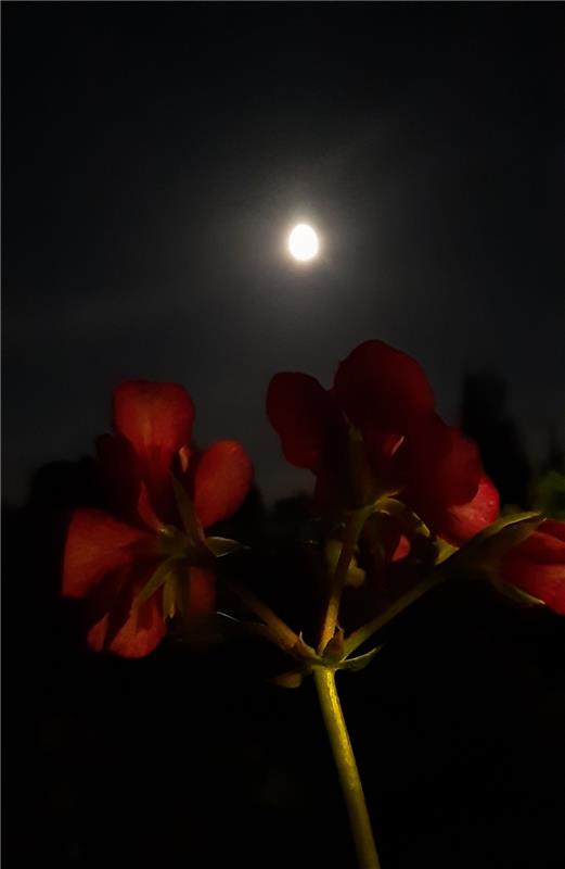 Am Sonntag Abend den Mond mal "durch die Blume" betrachtet! Von Christine Lutz a...