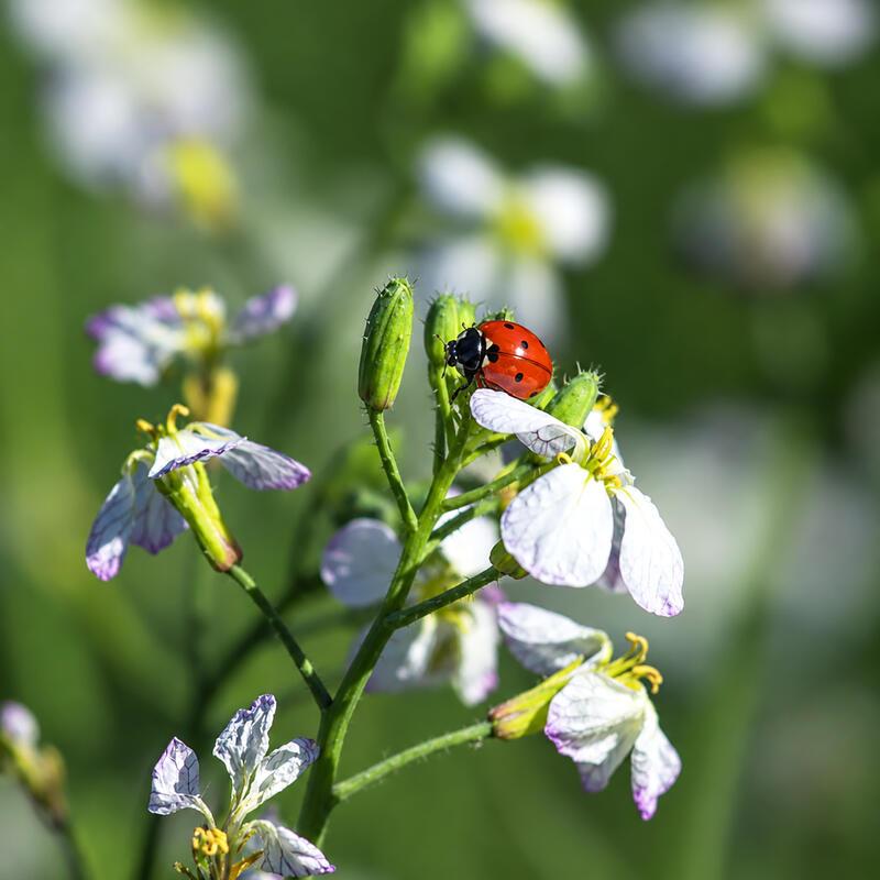Am Spätsommertag ...  Von Natalie Politz aus Hildrizhausen.