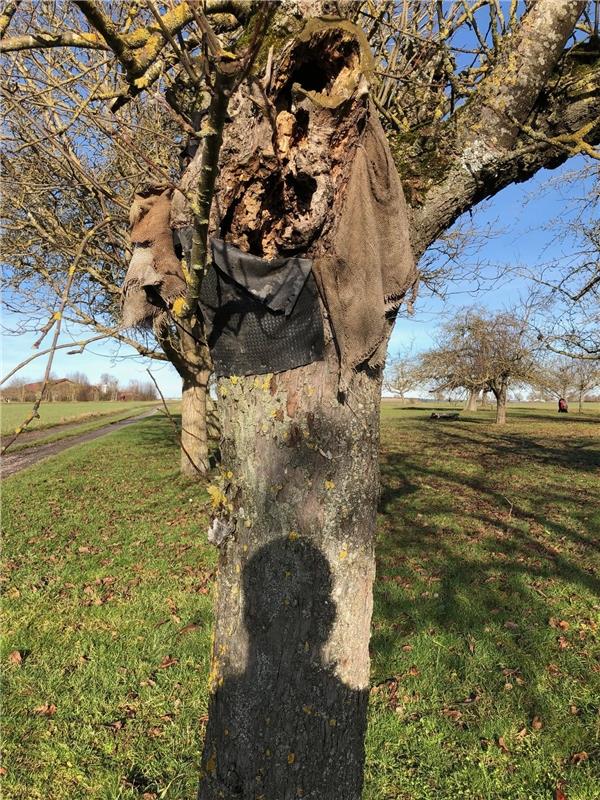 Am alten Baum blieb ich verwundert stehen, denn viele Narben sind an ihm zu sehe...