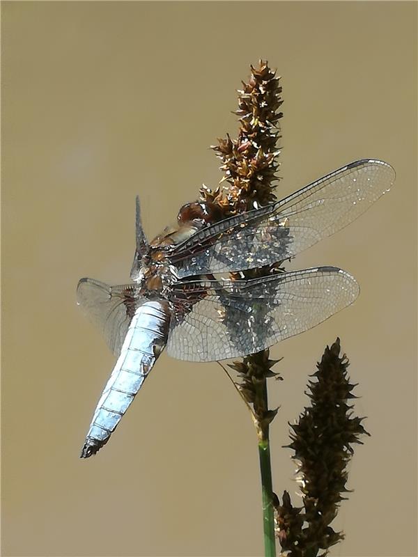 Am kleinen See in der Nähe des Mönchberger Sattels flog diese Libelle Hannelore ...