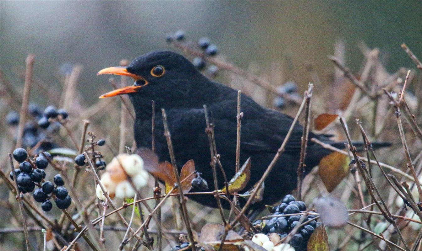 Amsel ... Von Natalie Politz aus Hildrizhausen.