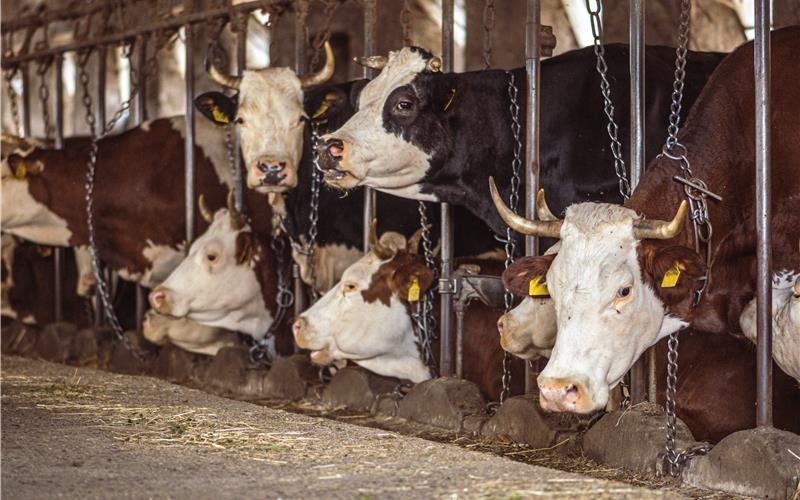 An der Anbindehaltung von Rindern stoßen sich Tierschützer – illegal ist diese aber nicht. GB-Foto: Michele Ursi – stock.adobe.com
