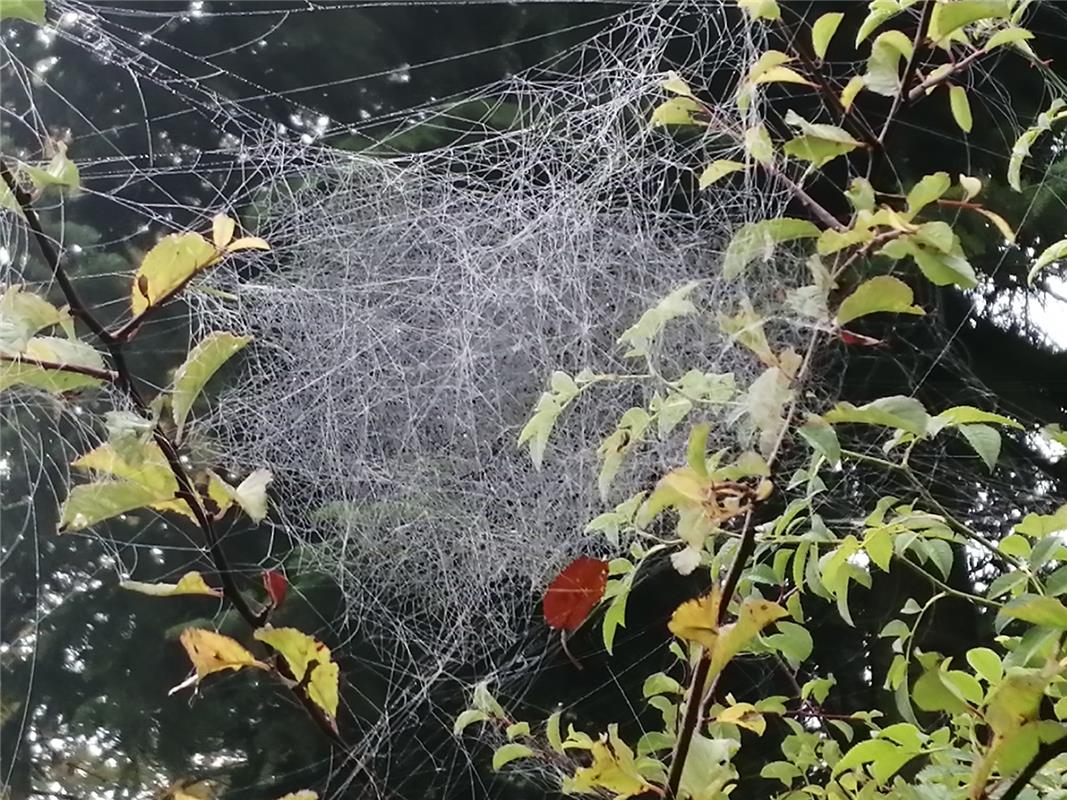 An diesem Kunstwerk einer Spinne am Waldrand in Haslach blieb der Fokus von Hann...