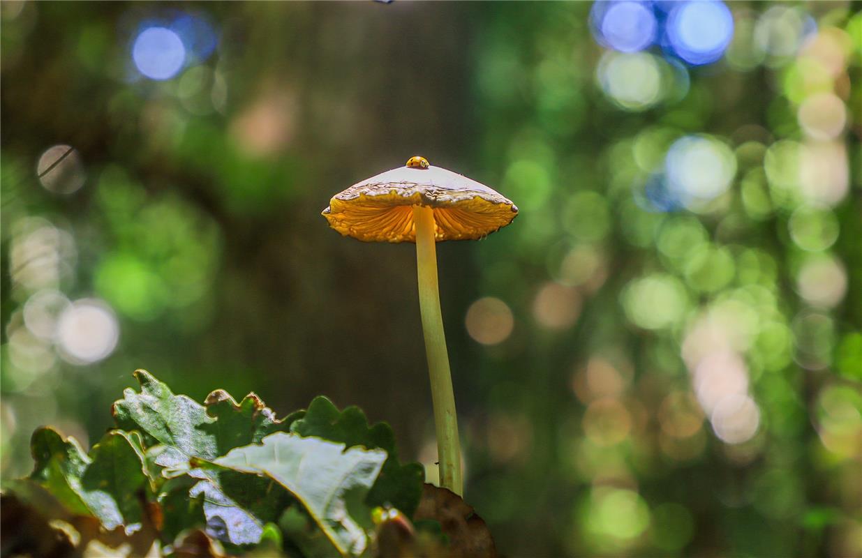 An einem wunderschönen Herbsttag ...  Von Natalie Politz aus Hildrizhausen.