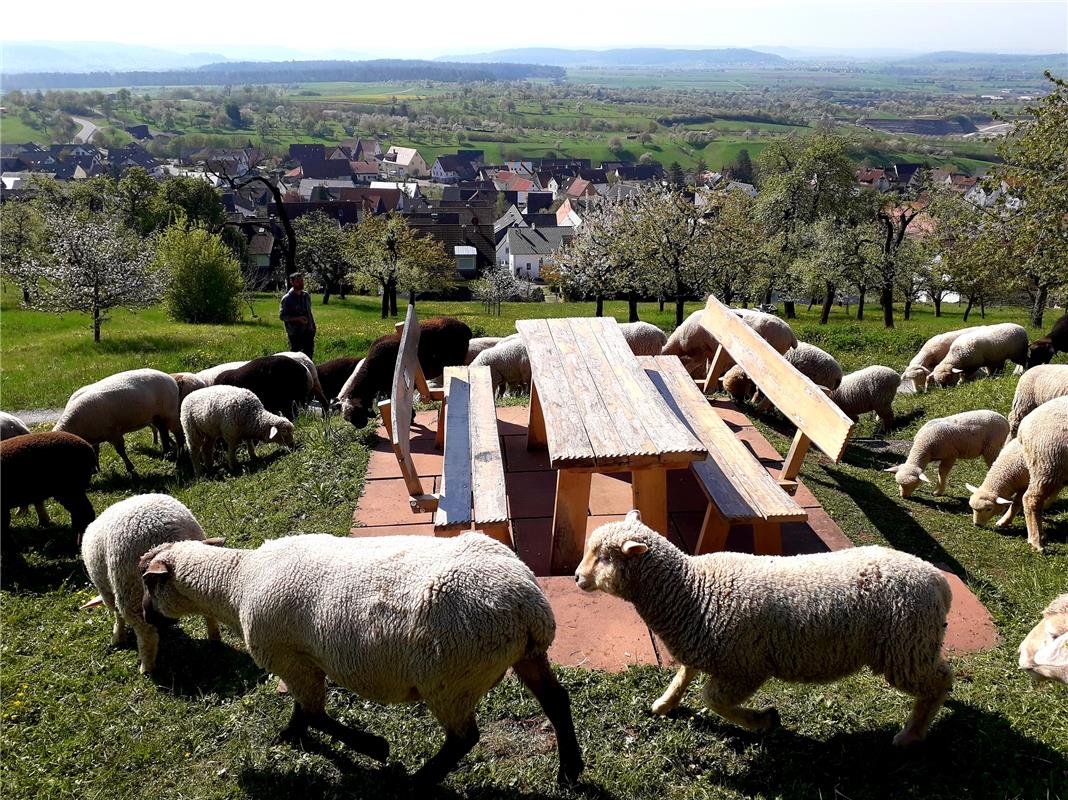 "Andere Gäste auf unserem Sitzplatz am Streuobsterlebnisweg in Kayh": Horst Riet...