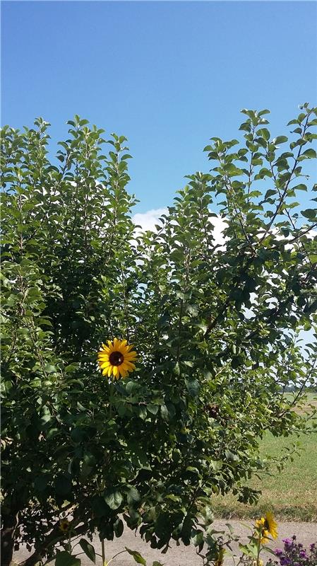 Andrea Lindner aus Deckenpfronn stellt fest: "Unser Apfelbaum trägt dieses Jahr ...