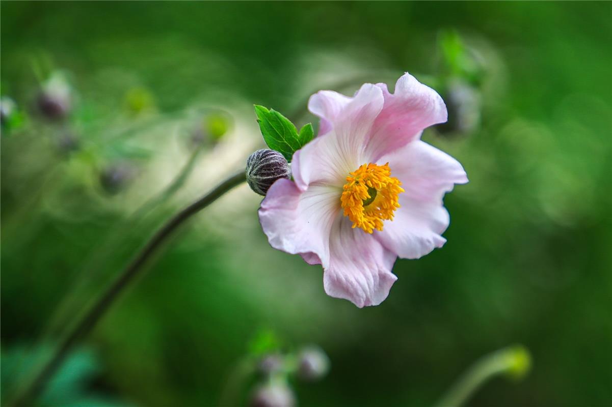 Anemone. Von Natalie Politz aus Hildrizhausen.